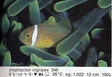 Amphiprion nigripes